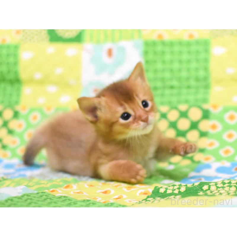 販売中の大阪府のソマリ-126294の3枚目